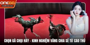 Chọn Gà Chọi Hay