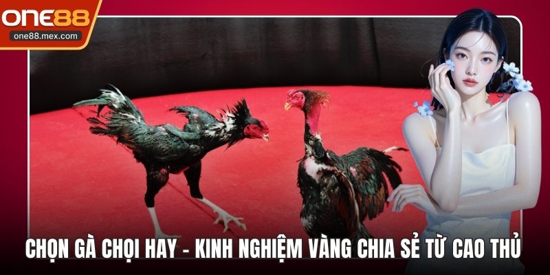 Chọn Gà Chọi Hay