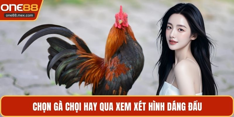 Chọn gà chọi hay qua xem xét hình dáng đầu