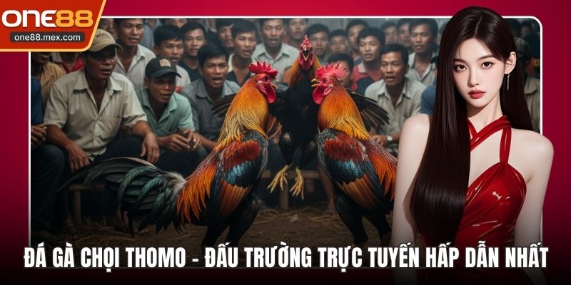 Đá Gà Chọi Thomo
