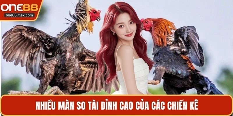 Nhiều màn so tài đỉnh cao của các chiến kê