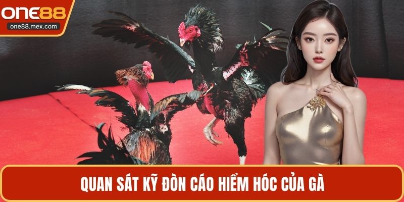 Quan sát kỹ đòn cáo hiểm hóc của gà