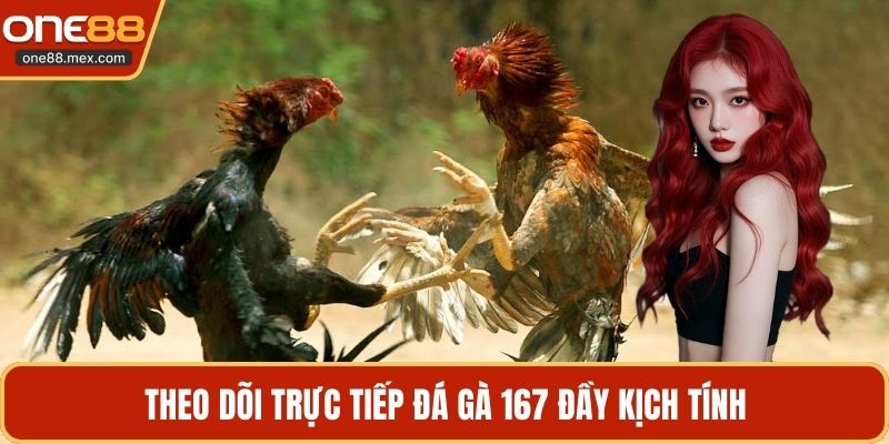 Theo dõi trực tiếp đá gà 167 đầy kịch tính