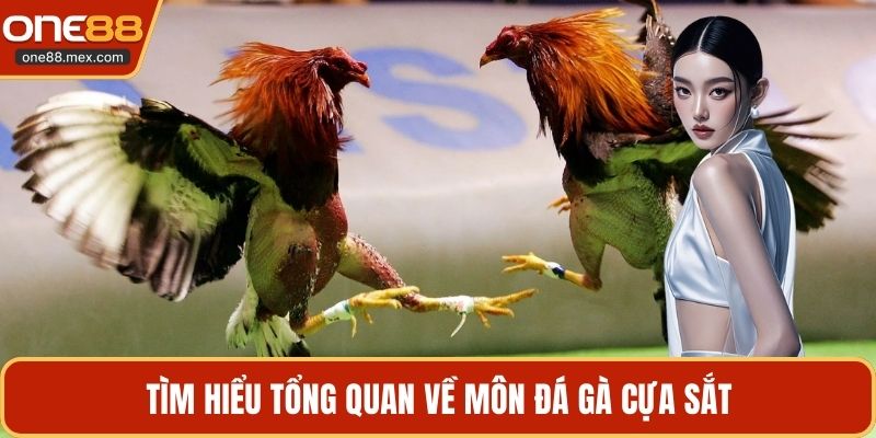 Tìm hiểu tổng quan về môn đá gà cựa sắt