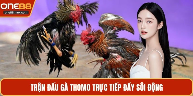 Trận đấu gà Thomo trực tiếp đầy sôi động